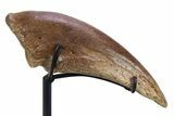 Killer Fossil Tyrannosaur (Daspletosaurus) Toe Claw - Montana #381122-6